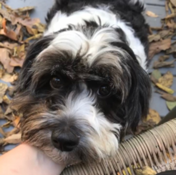 Meet your Posher, Amy - Picture 1 of 1